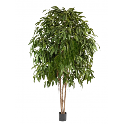 Лонгифолия широколистная многоствольная