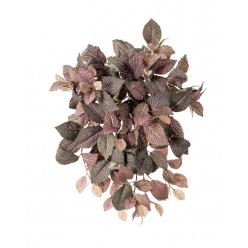 Фиттония ампельная зелено-розовая (174 листа)