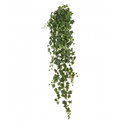Английский плющ Биг Олд Тэмпл крупнолистный  зеленый Гигант в-170 см