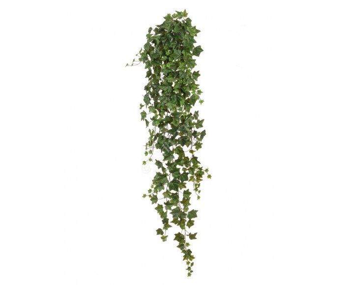 Английский плющ Биг Олд Тэмпл крупнолистный зеленый в-100 см