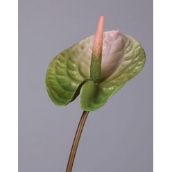 Антуриум Андрэ зеленый с розовым в-70, д-13 см 24/192