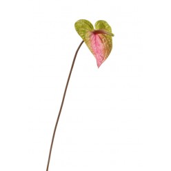Антуриум зелено-розовый (цветок 11х14 см) в-53 см 12/96