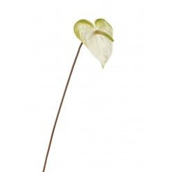 Антуриум бело-зеленый (цветок 11х14 см) в-53 см 12/96
