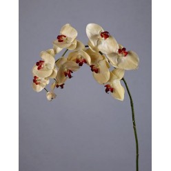 Орхидея Фаленопсис бледно-золотистая с бордо в-100 см, 11цв 4/24