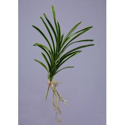 Листья орхидеи Ванды с корнями большие в-50 см 12/192