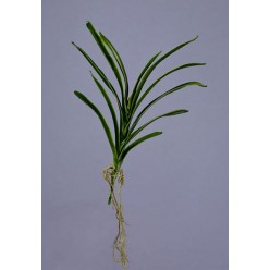 Листья орхидеи Ванды с корнями в-40 см 12/72