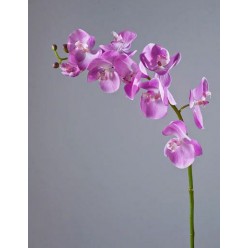Орхидея Фаленопсис Мидл розово-белая в-76 см 9цв,3бут 6/36