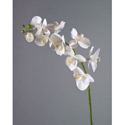 Орхидея Фаленопсис Мидл белая в-76 см 9цв,3бут 6/36
