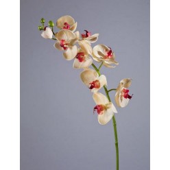 Орхидея Фаленопсис Мидл бледно-золотистая с бордо в-76 см 9цв,3бут 6/36