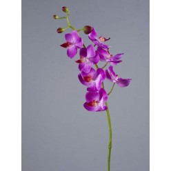 Орхидея Фаленопсис Элегант светло-фиолет в-70 см 7 цв,4бут 12/84