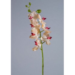 Орхидея Фаленопсис Элегант бледно-золотист. с бордо в-70 см 7 цв,4бут 12/84