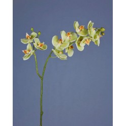 Орхидея Фаленопсис св.лайм ветвь двойная в-88 см, 9цв3 бут,3цв2 бут 12/48