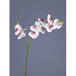 Орхидея Фаленопсис белая с лайм.сердцевинкой ветвь двойная в-88 см, 9цв3 бут,3цв2 бут 12/48