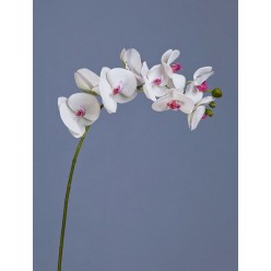 Орхидея Фаленопсис белая с розовой сердцевинкой ветвь 74 см 9цв3бут 12/48