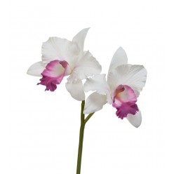 Орхидея Каттлея белая с темно-розовым язычком в-29 см 2 цв по 12 см 12/96