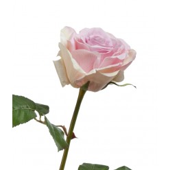 Роза Верди нежно-сиренево-розовая с кремовым 