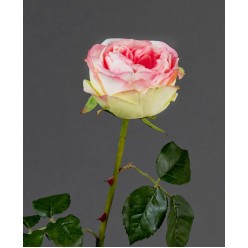 Роза Джема ярко-розовая со св.лаймом 