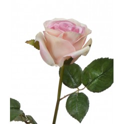 Роза Джулии нежно-розовая с кремовым 