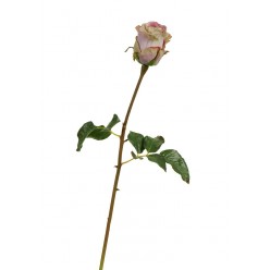 Роза Аква пудрово-сиреневая с лаймом 