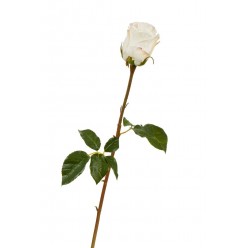 Роза Аква белая с нежно-розовой каймой