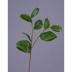 Ветвь Салала с зелеными листами в-40 см 24/144