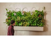 Вертикальное озеленение у Вас дома