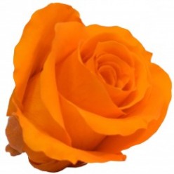 Роза Медеа гол. Навал оранжевый