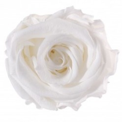 Роза Медеа 8гол. белый