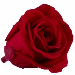 Роза Медеа 8гол. красный