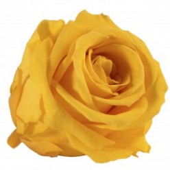 Роза Медеа 8гол. желтый