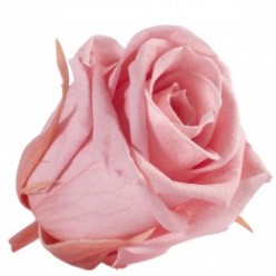 Роза Медеа 8гол. розовый