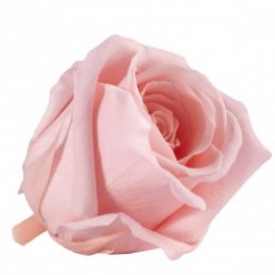 Роза Медеа 8гол. винтажный розовый