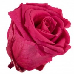 Роза Медеа 8гол. розовый