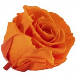 Роза Медеа 8гол. оранжевый
