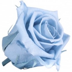 Роза Медеа 8гол. голубой