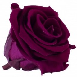 Роза Медеа 8гол. фиолетовый византия