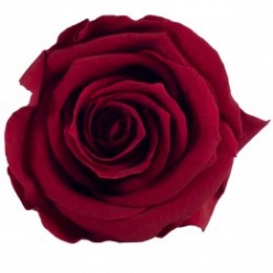 Роза Медеа 8гол. бордовый