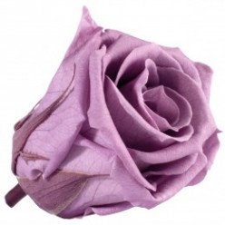 Роза Медеа 8гол. фиолетовый
