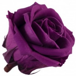 Роза Медеа 8гол. фиолетовый