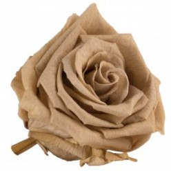 Роза Медеа 8гол. коричневый