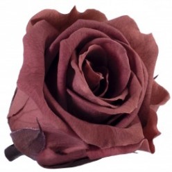 Роза Медеа 8гол. коричневый