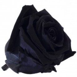 Роза Медеа 8гол. черный