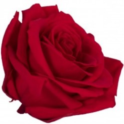 Роза премиум 4 гол. красный