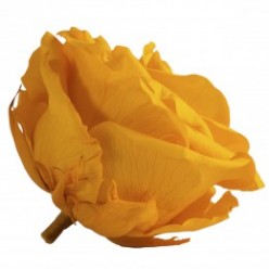 Роза Премиум 4гол. желтый
