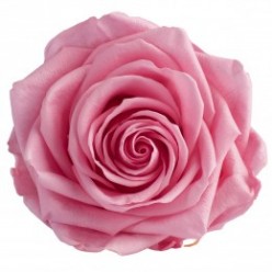 Роза премиум 4 гол. розовый