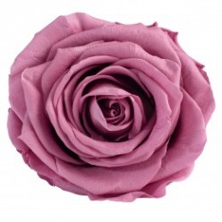 Роза премиум 4 гол. вишневый