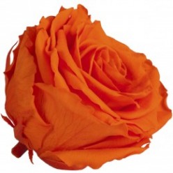 Роза премиум 4 гол. оранжевый