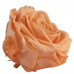 Роза премиум 4 гол. персиковый