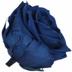 Роза Премиум 4гол. синий