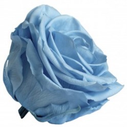 Роза Премиум 4гол. голубой